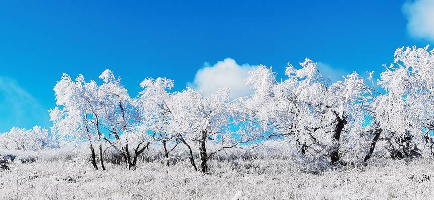 这是一张雪景照片，展现了被白雪覆盖的树木和清晰的蓝天，树枝挂满了积雪，景色纯净宁静。