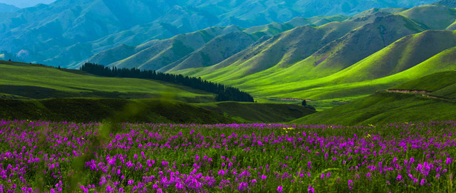 这是一张山丘连绵起伏的风景照片，山坡上开满了紫色的野花，远处山脉层层叠叠，天空呈现出清澈的蓝色。